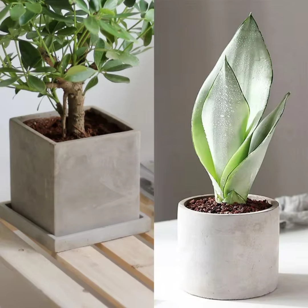 15cm Large Size Round Concrete - огляд і ціна Succulent Set
