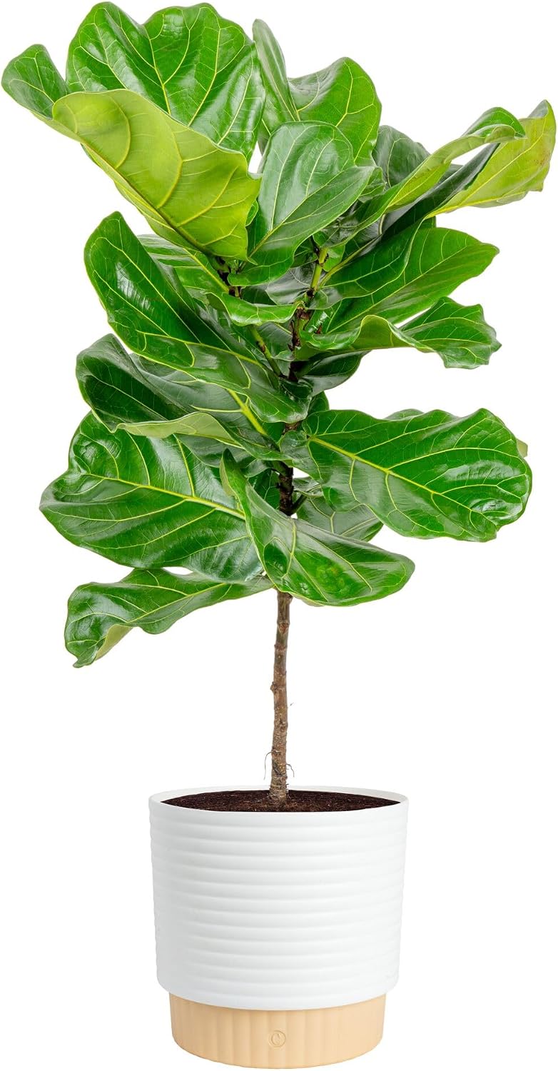 Fiddle Leaf Fig Tree, Live Hou - огляд і ціна Fiddle Leaf Fig